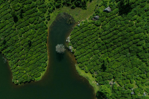 Kochi: 3-Day Kerala Tour with Munnar and Alleppey Cruise