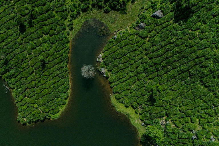 Kochi: 3-Day Kerala Tour with Munnar and Alleppey Cruise