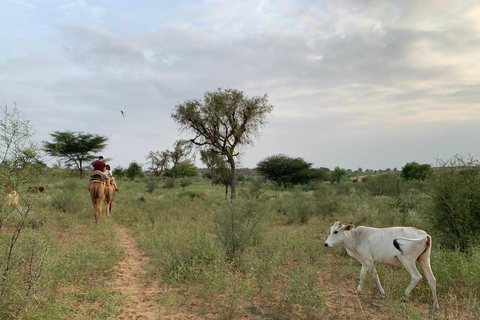 Halfdaagse woestijn wandeltour in Jodhpur Rajasthan met Sumer