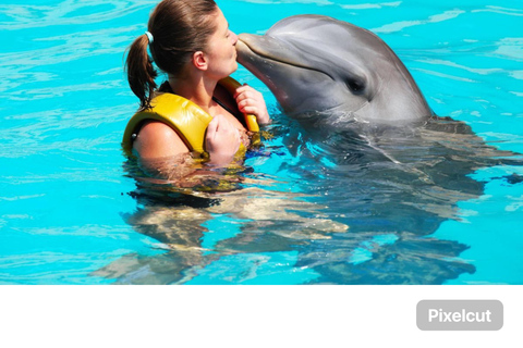 Punta Cana: Punta Cana Dolphin Encounter + Sea Lion Kiss Punta Cana: Dolphin Explore Swims and Encounters