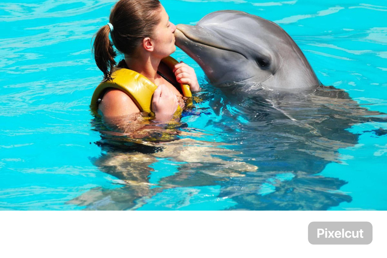 Punta Cana: Punta Cana Dolphin Encounter + Sea Lion Kiss Punta Cana: Dolphin Explore Swims and Encounters