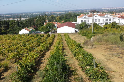 Arrábida e Sintra: Excursão Privada de Vinhos de Dia Inteiro