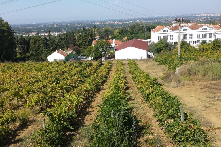 Arrábida en Sintra: Full-Day Private Wine Tour