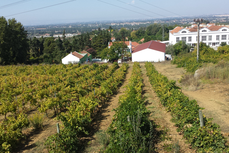 Arrábida e Sintra: Excursão Privada de Vinhos de Dia Inteiro