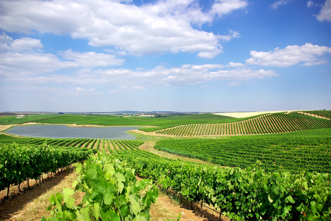 Arrábida en Sintra: Full-Day Private Wine Tour