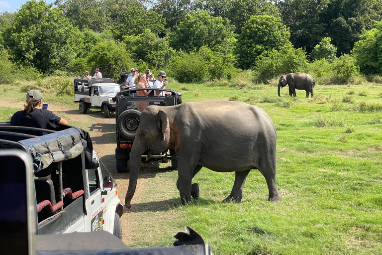 Wild Elephant Safari Tour Minneriya, Kaudulla & Hurulu ECO Start from Dambulla