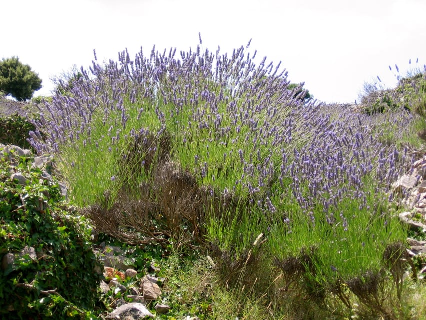 The Best of Hvar in a Day with Wine tasting and Local Dinner - Housity