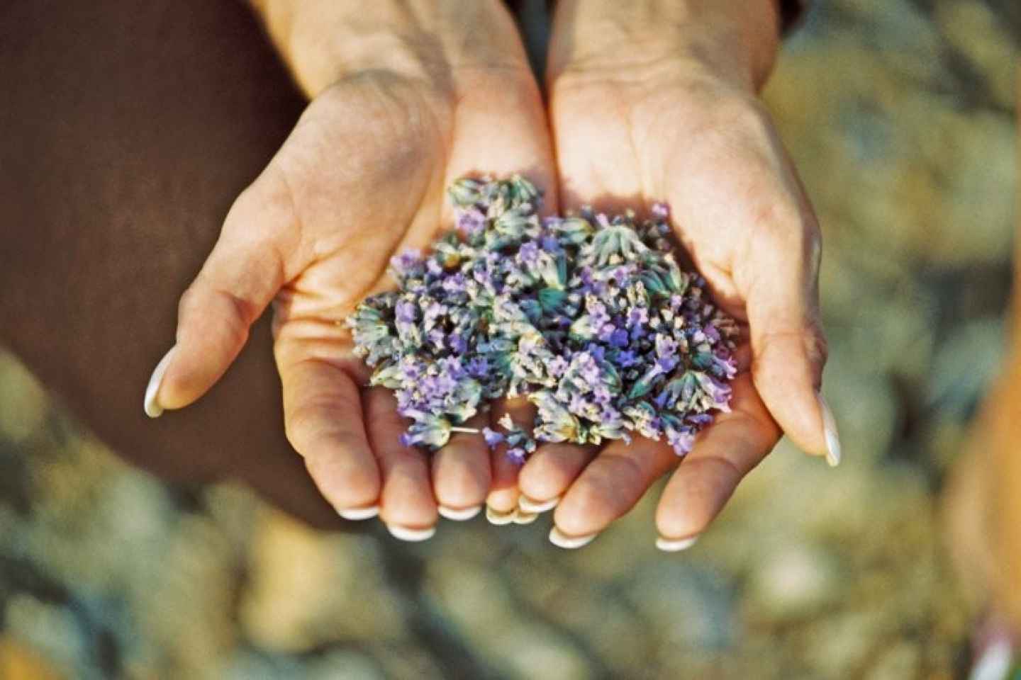 Ab Hvar: 3-stündige Lavendeltour