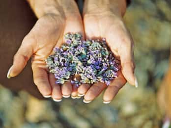 3-Hour Lavender Tour from Hvar