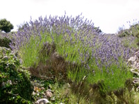 Tour lavande de 3 heures de Hvar - Housity