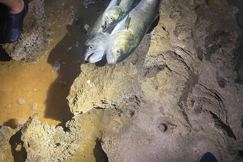 A day&#039;s fishing on the Atlantic coast (transport + lunch included)