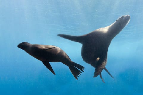 Cancún: Sea Lion Swim & Interaction in Isla Mujeres & Buffet
