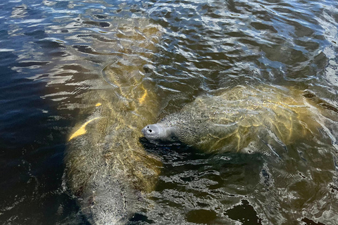 Naples, FL: Manatee, Dolphin, 10,000 Islands Beach Eco Tour Small Group Tour with up to 6 People