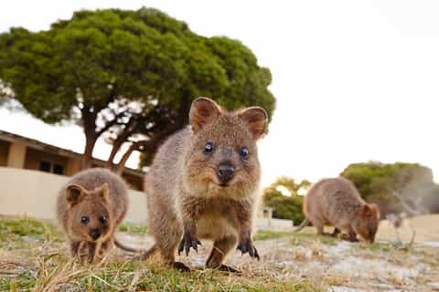 From Perth: Rottnest Island Ferry & Bus Tour