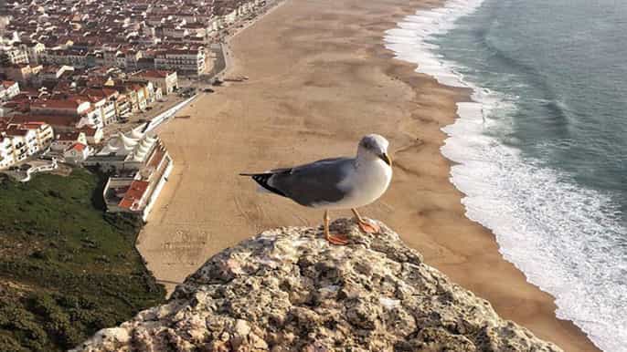fátima batalha nazaré Óbidos privada completa day tour