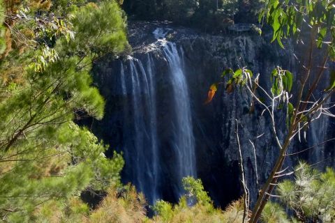 Byron Bay Hinterland: Tour al Parque Nacional y Cataratas