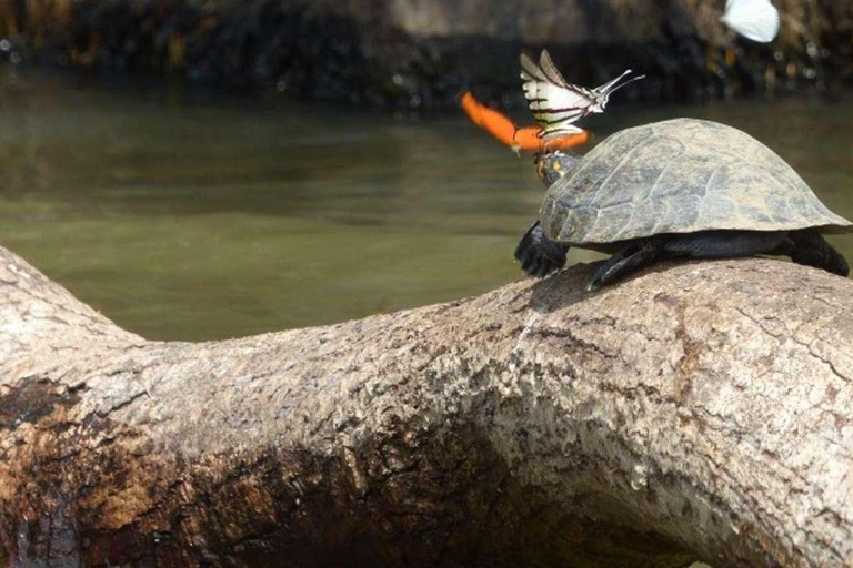 Depuis Tambopata : Randonnée dans la jungle amazonienne et lac Sandoval 1 jour