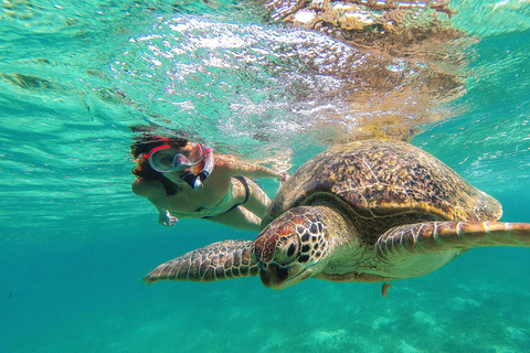 Akumal Reef & Turtle Swim Single Tour