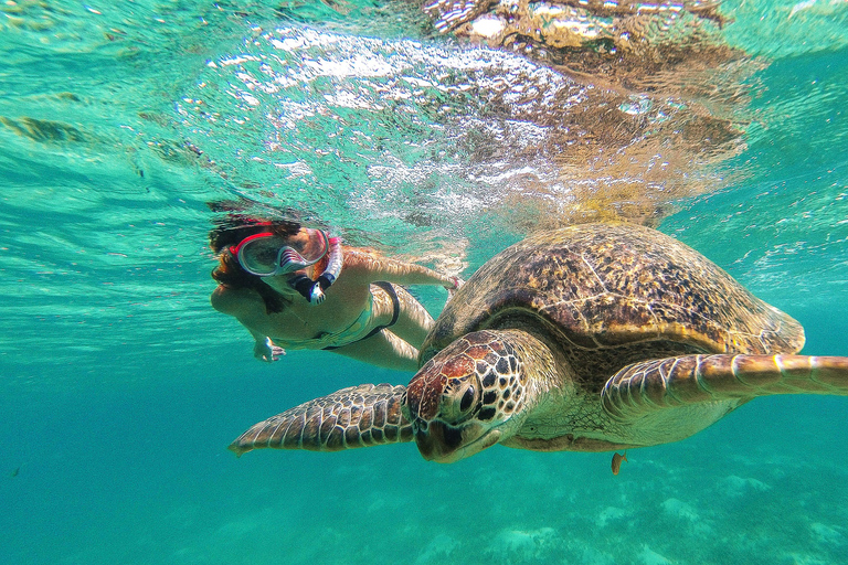 Akumal Reef & Turtle Swim Single Tour