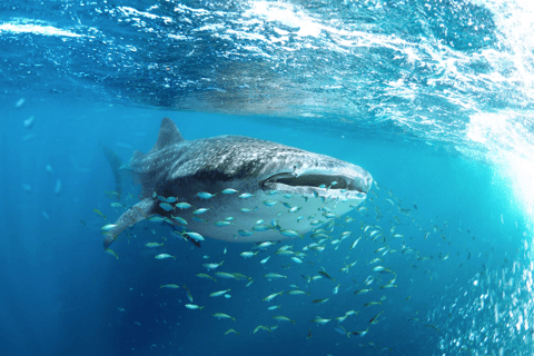 Swim with Whale Sharks in La Paz