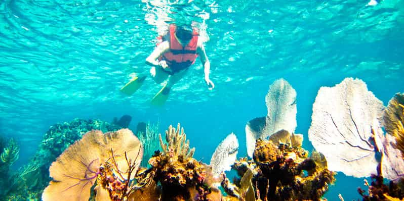 Riviera Maya: Two-Reef Snorkeling Experience | GetYourGuide