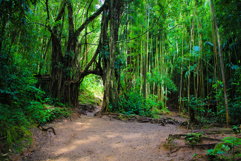 Sentier de randonnée jusqu'à la cascade et promenade dans la nature