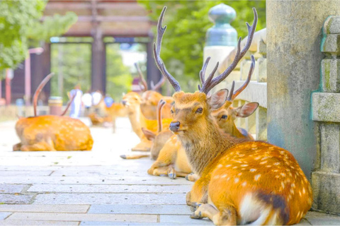 Osaka: Nara and Uji Day Trip with Deer Park and Hot Spring