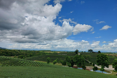 Chiang Rai: Top Temples & Signature Attractions ~Free Buffet