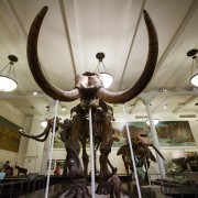New York : billet pour musée américain d'histoire naturelle