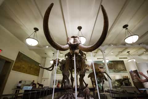New York City: American Museum of Natural History Ticket