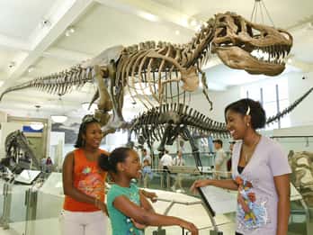 American Museum of Natural History: Eintrittskarte American Museum of Natural History: Eintrittskarte