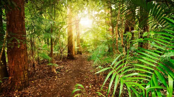 fra brisbane dagstur til regnskogen og hule med glødeormer