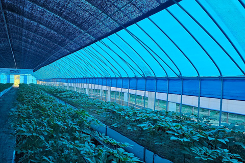 From Seoul: Make Your Own Chilli Paste & Ginseng Liquor Tour