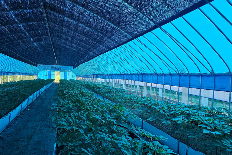 From Seoul: Make Your Own Chilli Paste & Ginseng Liquor Tour