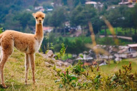 Cajamarca: Porcón Farm and Otuzco