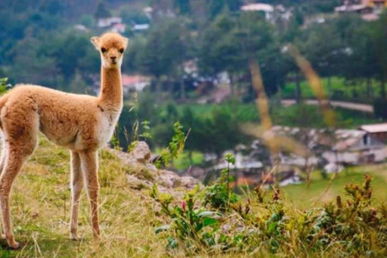 Cajamarca: Porcón Farm and Otuzco