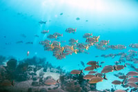 * 4 heures Roqueta Island Snorkeling et/ou Paddle Boarding - Hizvo