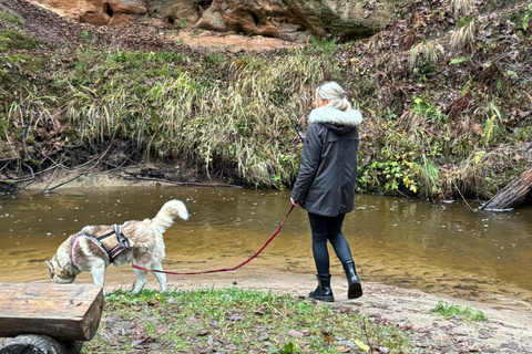 Riga : Randonnée avec des huskys sur le sentier de la nature