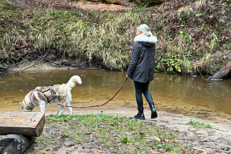 Riga: Husky Hike in the Nature Trail