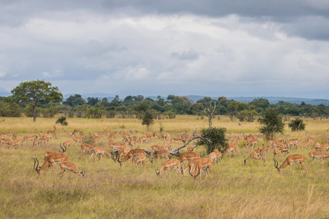 Från Zanzibar: Mikumi Safari med tvåmotorigt flygplan + lunchMikumi Safari – utan transfer