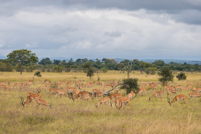 Från Zanzibar: Mikumi Safari med tvåmotorigt flygplan + lunchMikumi Safari – utan transfer