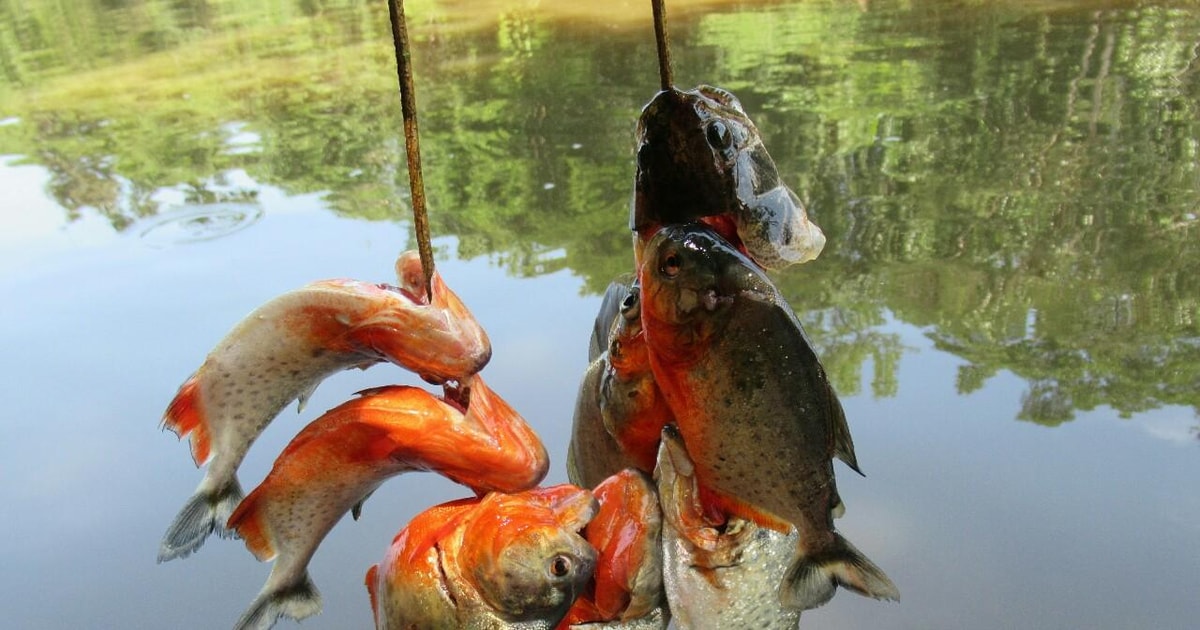 Iquitos: Pirajfiskeri på Amazonfloden og solnedgangstur | GetYourGuide