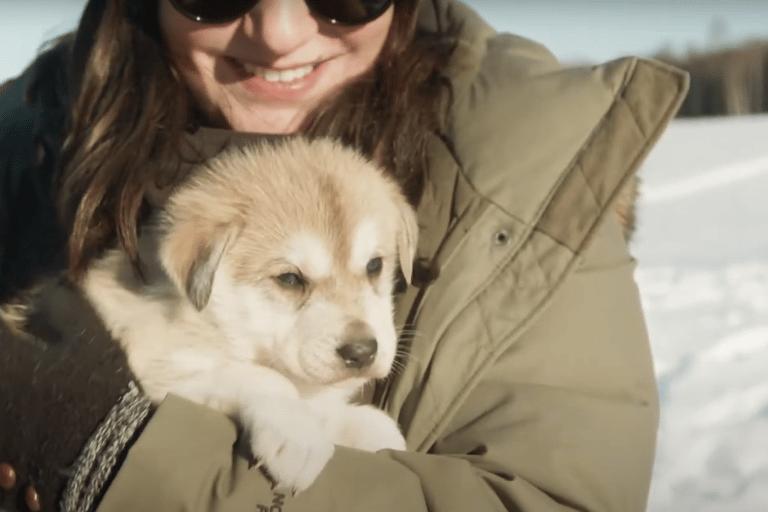 Talkeetna: تجربة تزلج الكلاب في فصل الشتاء في ألاسكا