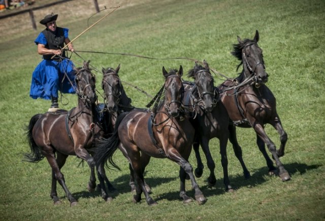 Puszta: tour in campagna e spettacolo equestre da Budapest