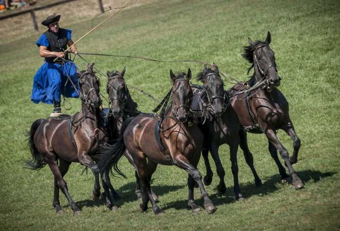 Однодневная поездка из Будапешта: конное шоу в Пусте и сельская местность