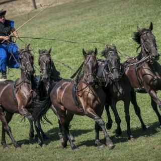 Päiväretki Budapestistä: Puszta Horse Show ja maaseutu