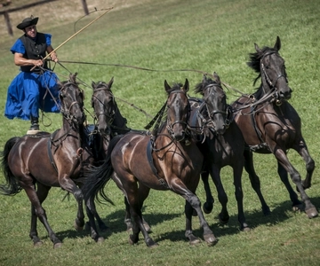 From Budapest: Puszta Horse Show and Countryside Visit