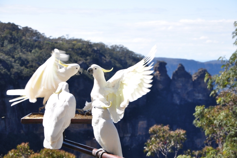 Z Sydney: Wycieczka grupowa minivanem Blue Mountains Deluxe