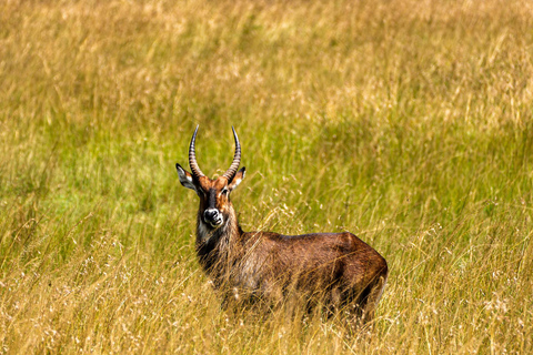 From Zanzibar: 2-Day Serengeti Park Safari Tour with Flights