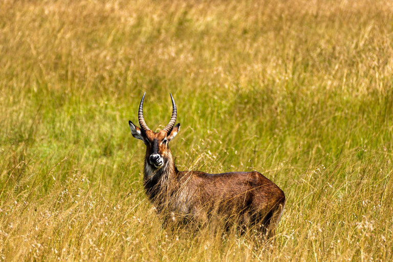 From Zanzibar: 2-Day Serengeti Park Safari Tour with Flights